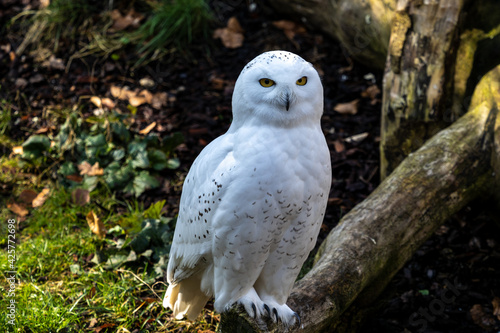 The Snowy Owl, Bubo scandiacus is a large, white owl of the owl family