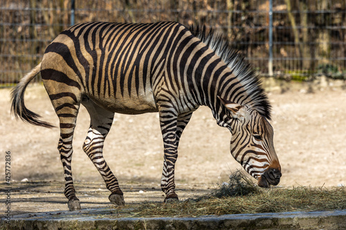 Hartmann s Mountain Zebra  Equus zebra hartmannae. An endangered zebra