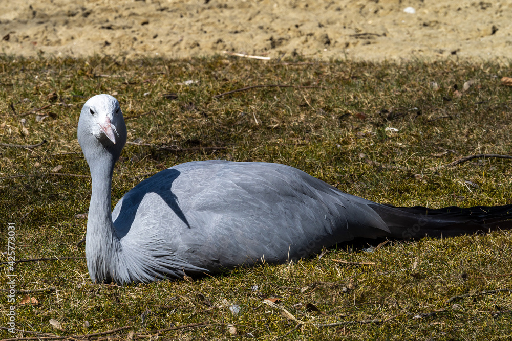 Fototapeta premium The Blue Crane, Grus paradisea, is an endangered bird
