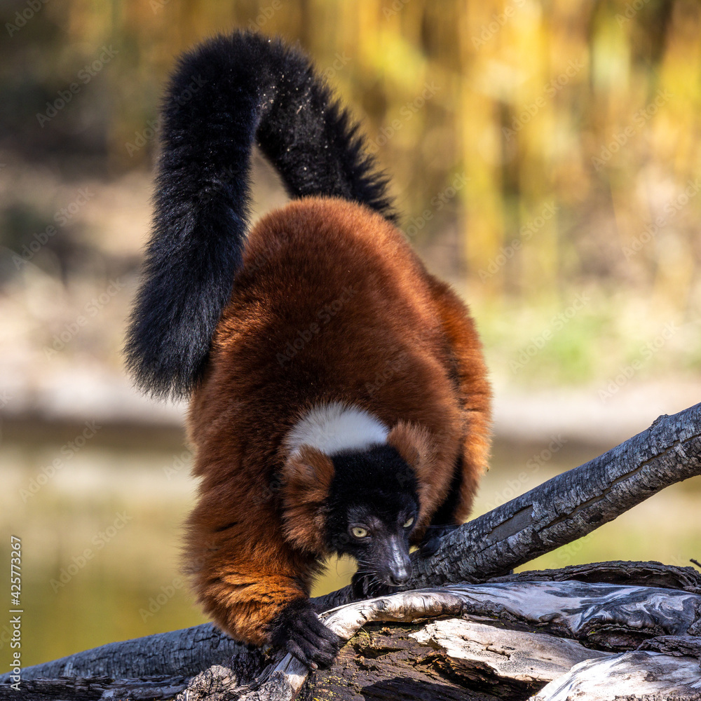 Fototapeta premium Beautiful red ruffed lemur, Varecia rubra in a german park