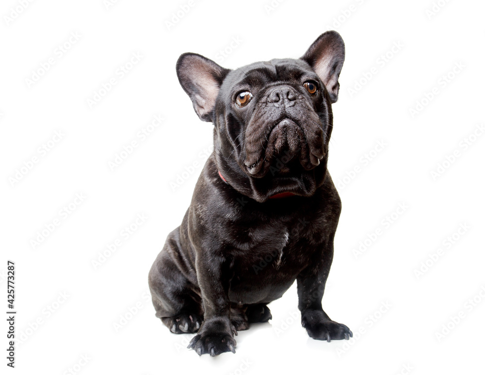 Obraz premium Bulldog negro en fondo blanco