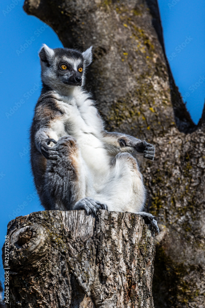 The ring-tailed lemur,Lemur catta with white ringed tail is the most known lemur