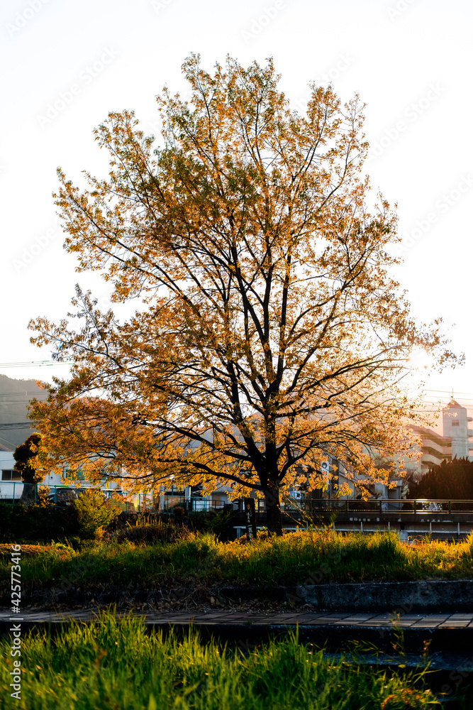 tree in autumn in Beppu, japan with afternoon sunlight