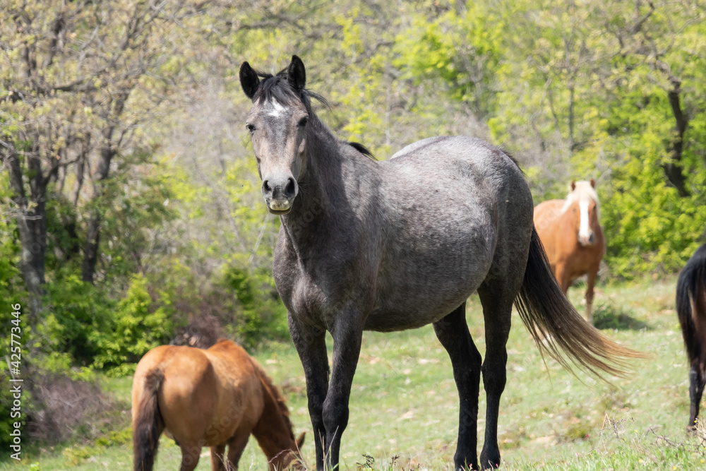 Herd of Wild Horses, grazing on green on green field Herd of Wild Horses, grazing on green on green field