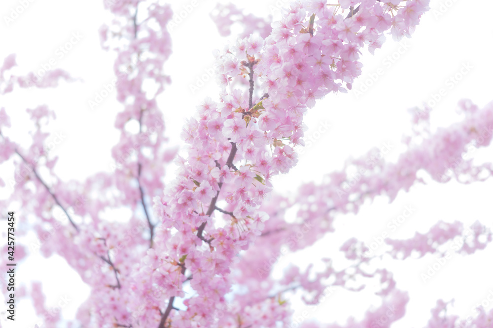 Pink cherry blossoms glowing in the backlight. Pink cherry blossoms glowing in the backlight.