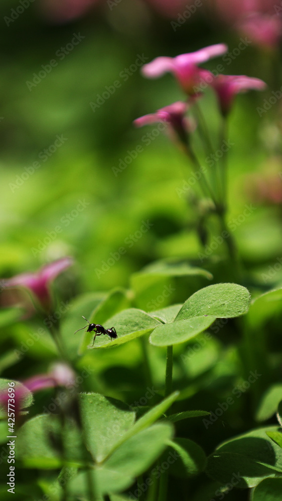 little ant on green leaf