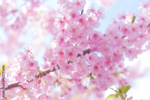 Cherry blossom petals swaying in the breeze in the spring sunshine © NOS