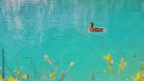 lovely duck in the lake