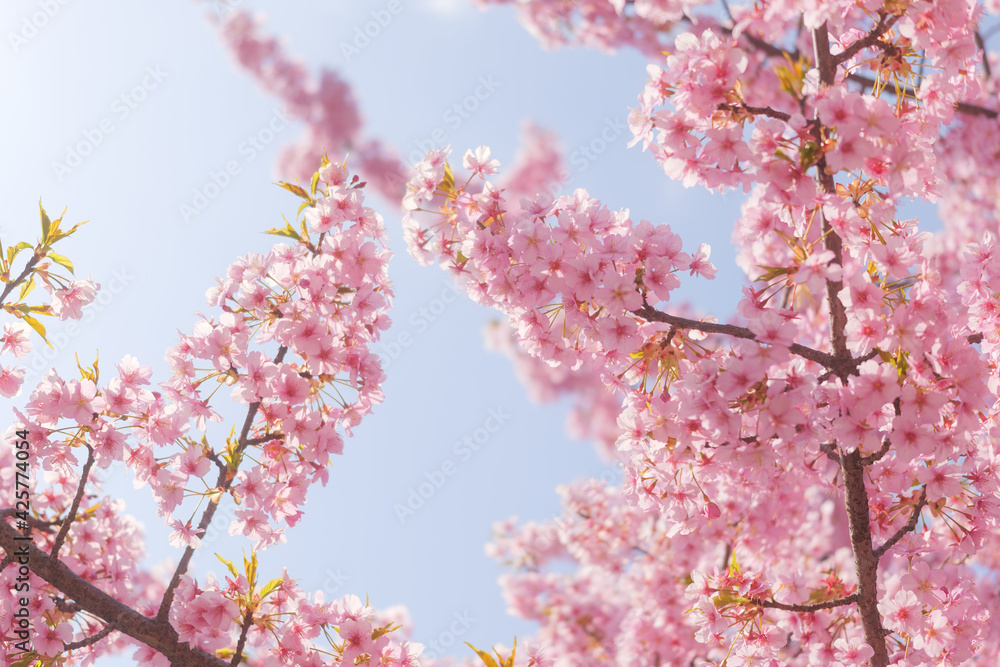 Cherry blossom petals swaying in the breeze in the spring sunshine Cherry blossom petals swaying in the breeze in the spring sunshine