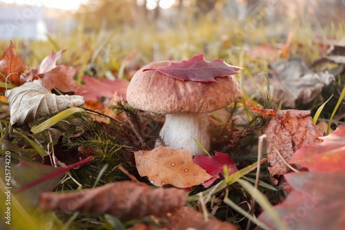Edible mushrooms in a forest on green background. mushroom in forest