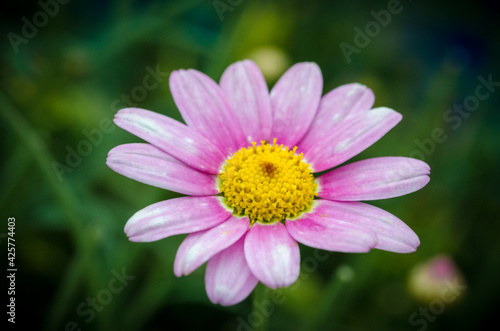 Isolated purple daisy flowers  pink Chrysanthemum Daisies with dark blurry bokeh