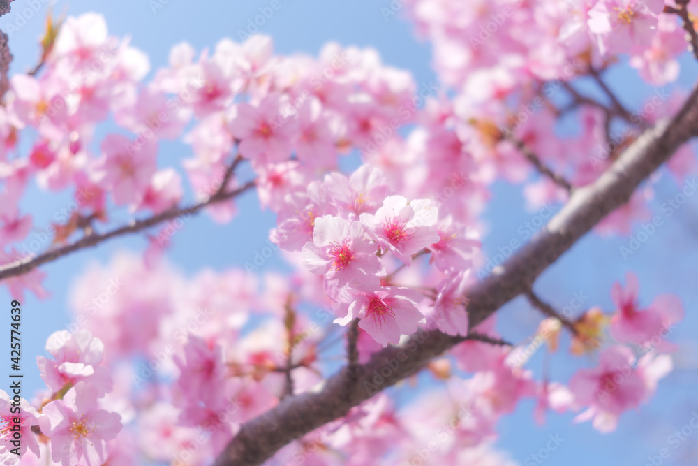 Cherry blossom petals swaying in the breeze in the spring sunshine Cherry blossom petals swaying in the breeze in the spring sunshine