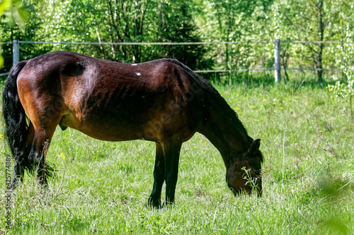 horse eats grass in a clearing