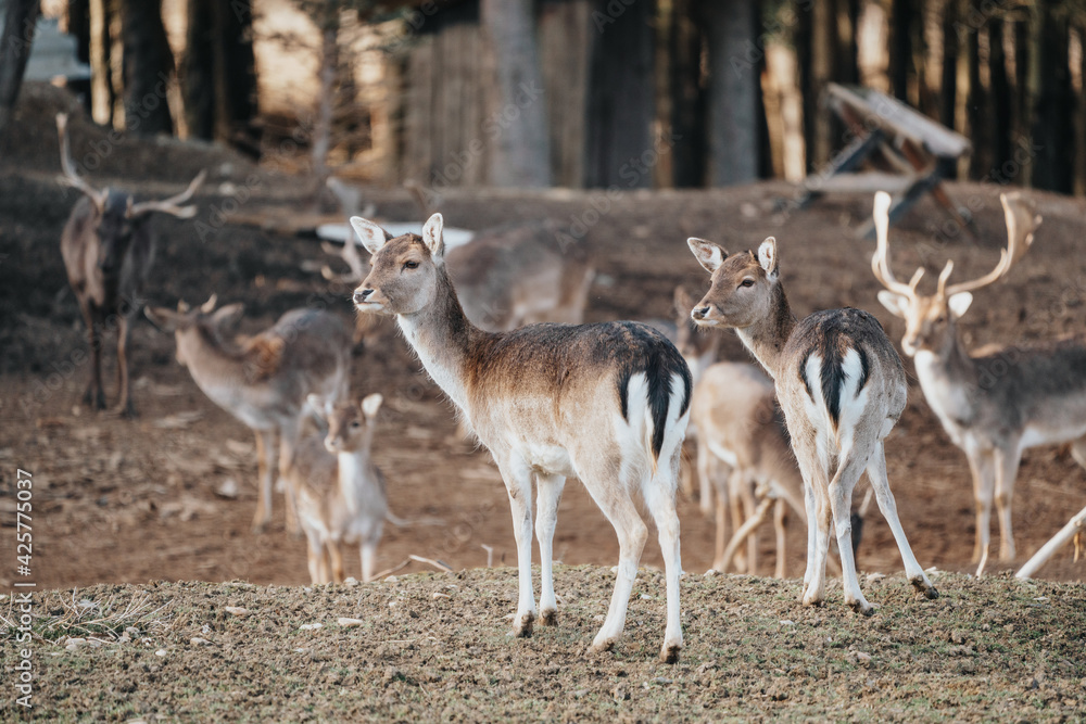 beautiful deers standing in a forest beautiful deers standing in a forest