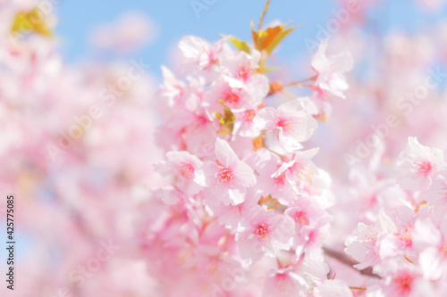 Cherry blossom petals swaying in the breeze in the spring sunshine © 隼人 岩崎