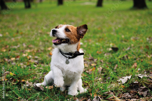 Dog in the park, Jack russell