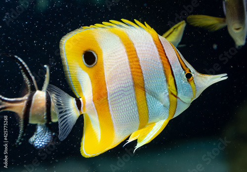 Marine Fish in reef aquarium and live rock