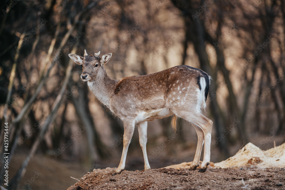 beautiful deer standing in a forest beautiful deer standing in a forest