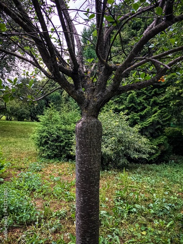 trees in the park
