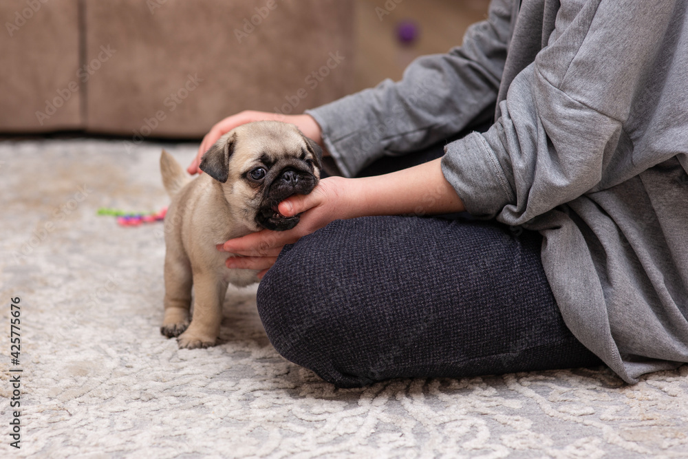 A girl and a cute pug puppy are playing on a light carpet. The puppy bites the girl's finger.