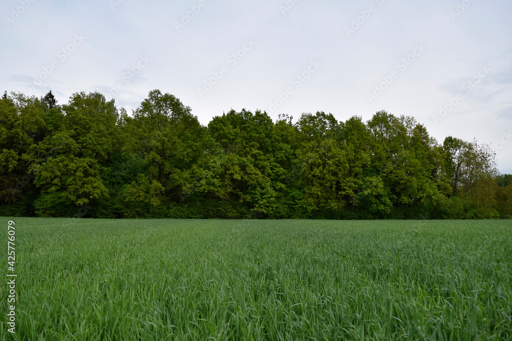 Obraz premium green field and blue sky