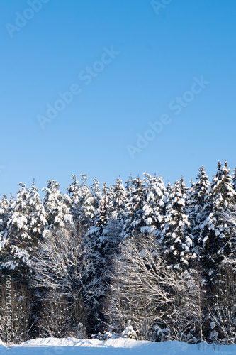 snow covered trees © bykot