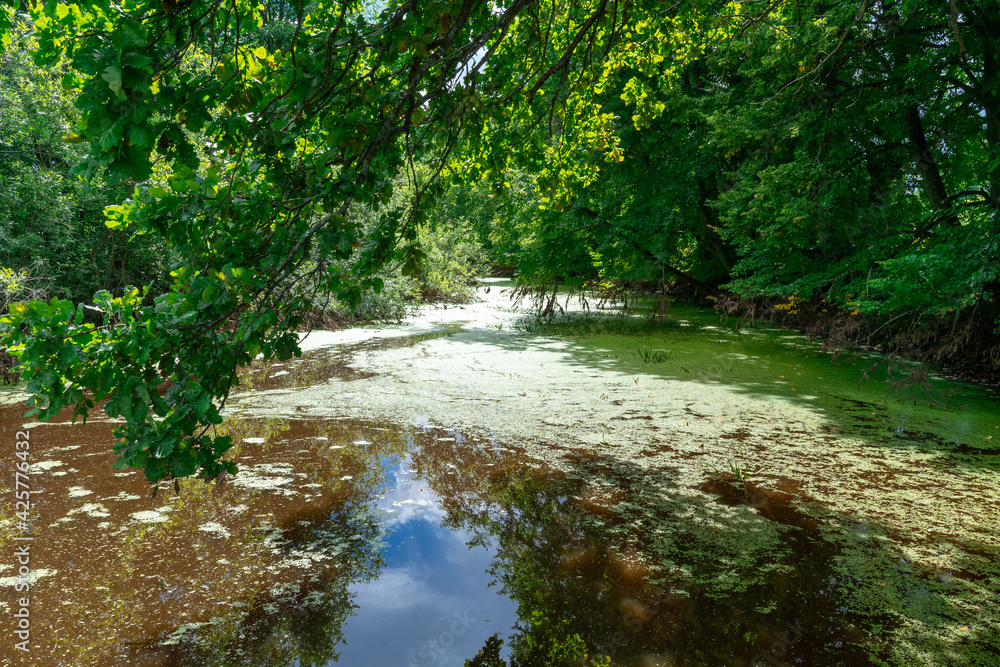 forest lake covered with duckweed on a summer sunny day. rural landscape forest lake covered with duckweed on a summer sunny day. rural landscape
