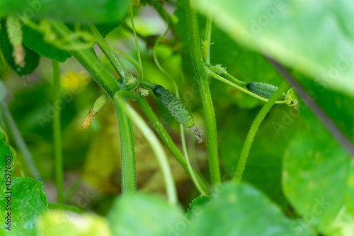 young green eco cucumbers grow in the summer garden
