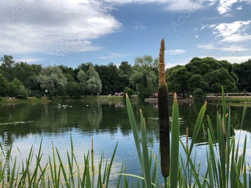 reflection of trees in the lake