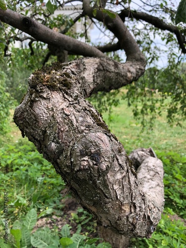tree trunk