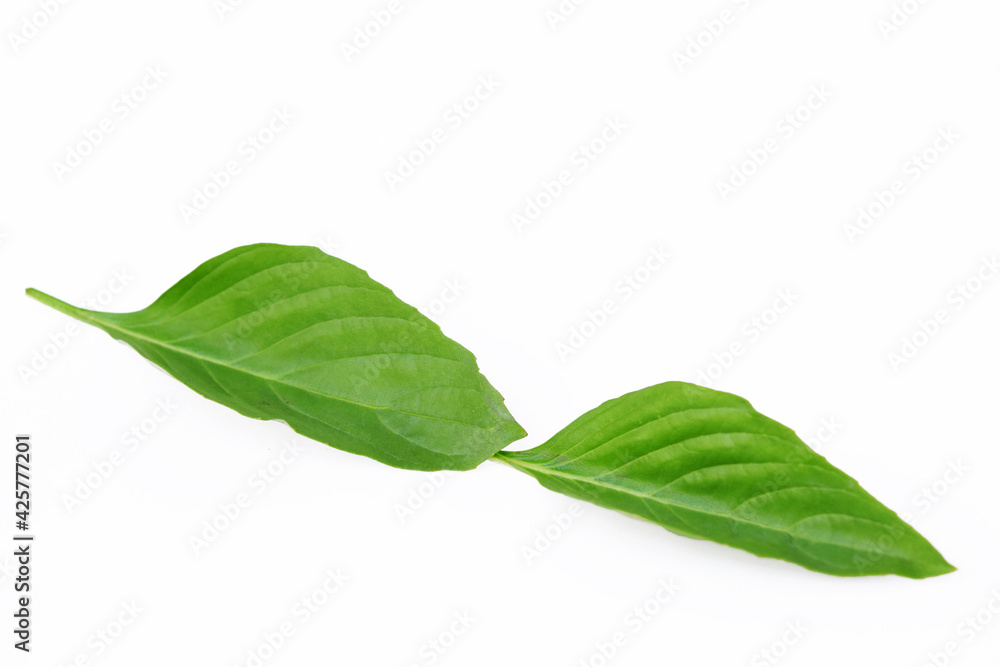 Obraz premium Basil leaves isolated on white