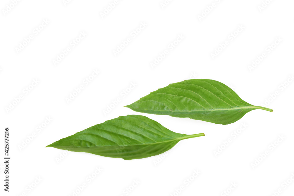 Basil leaves isolated on white Basil leaves isolated on white