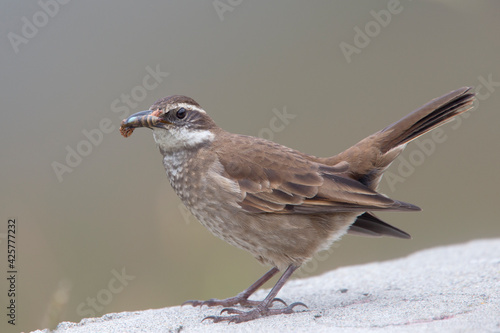 Stout-billed Cinclodes ( Cinclodes excelsior) with grub, Los Nevados Natural Park, Central Andes, Colombia.