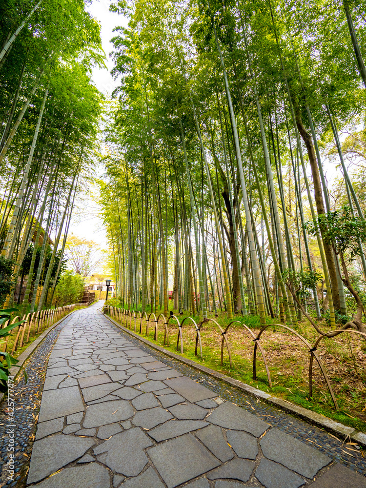 修善寺温泉 竹林の小径（静岡県伊豆市） Stock-Foto | Adobe Stock