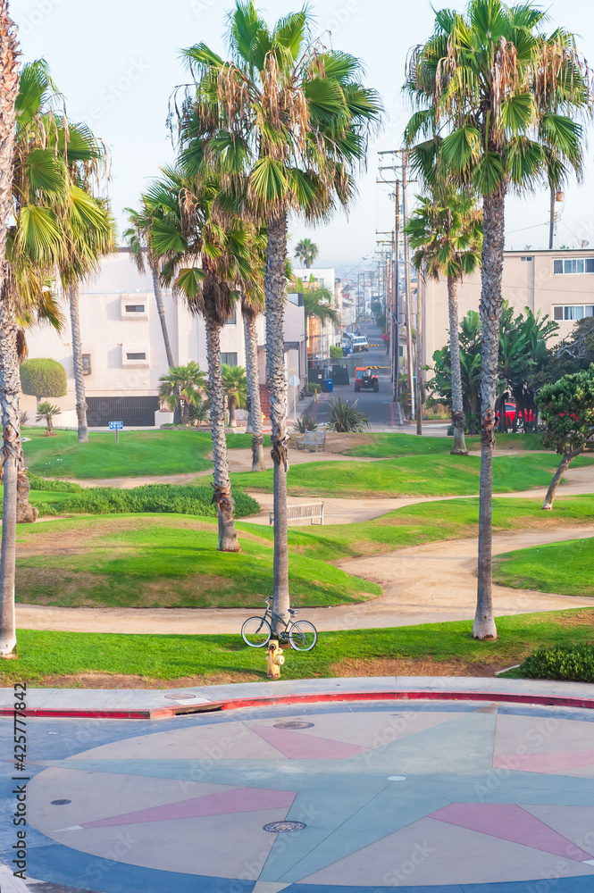 Obraz premium palm trees in the park