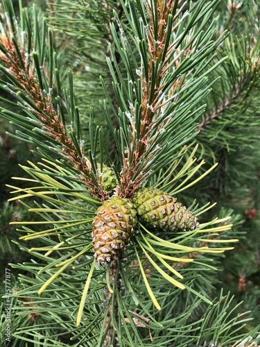 pine tree branch