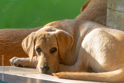 Labrador Retriver puppy resting and watching the photographer at the door of the house