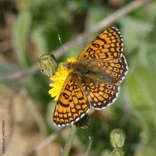 Glanville fritillary (Melitaea cinxia) on a flower photo