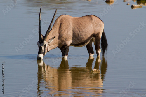 Oryx antelope drinking from a waterhole in Namibia