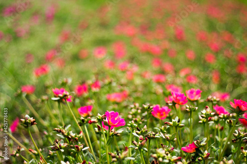 Fototapeta Naklejka Na Ścianę i Meble -  Common Purslane, Verdolaga or Little Hogweed are blooming in the morning sunshine
