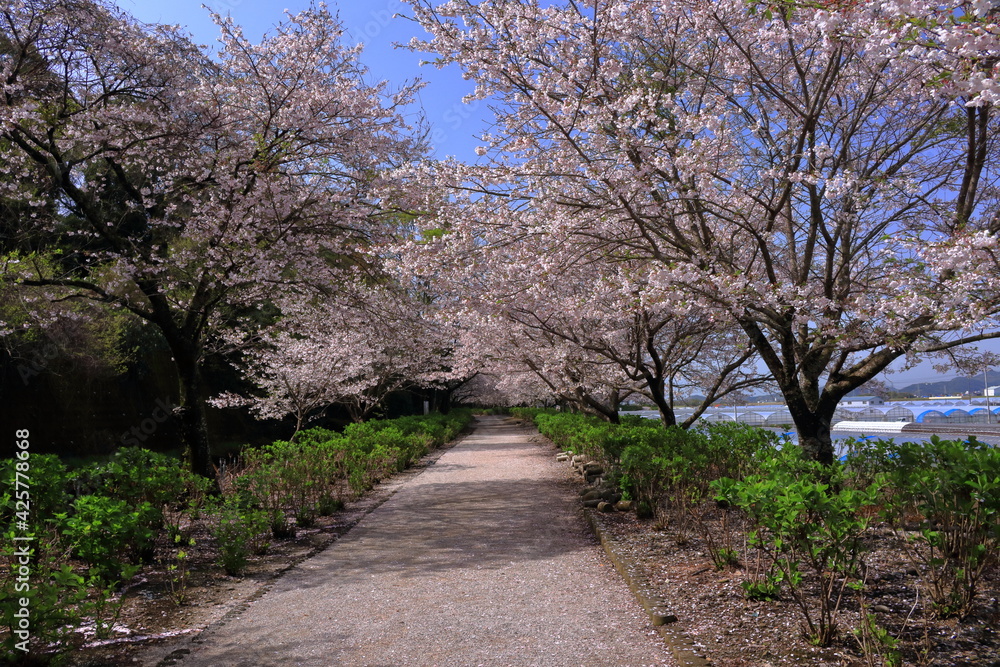 春の野市あじさい街道 桜 (高知県 香南市) 春の野市あじさい街道 桜 (高知県 香南市)