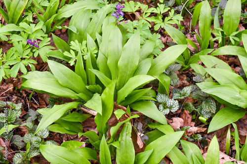 Close up of Allium ursinum know as wild garlic