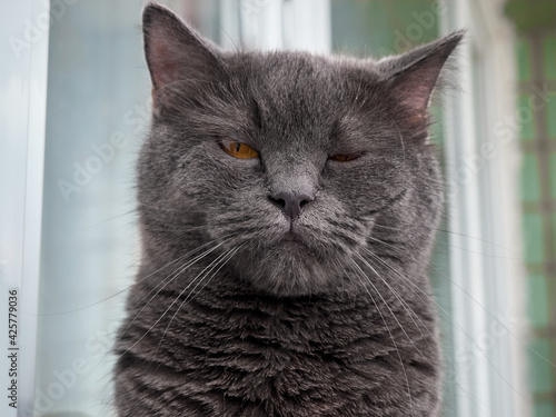 Portrait of a gray cat close up.