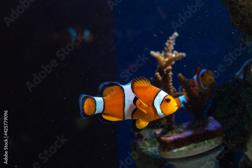 Marine Fish in reef aquarium and live rock