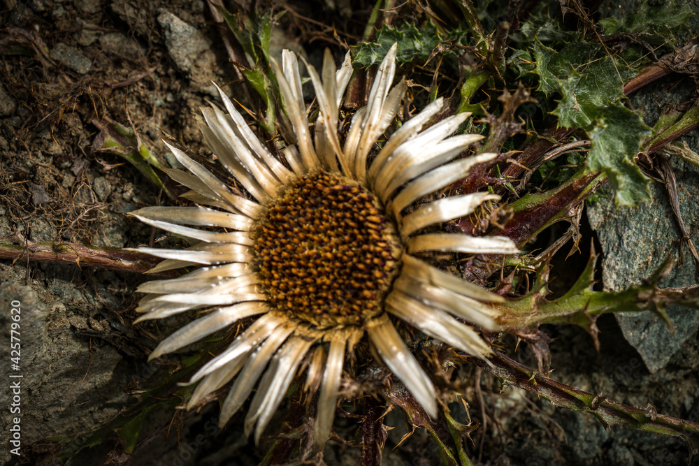 thistle in austrian alps, gastein thistle in austrian alps, gastein