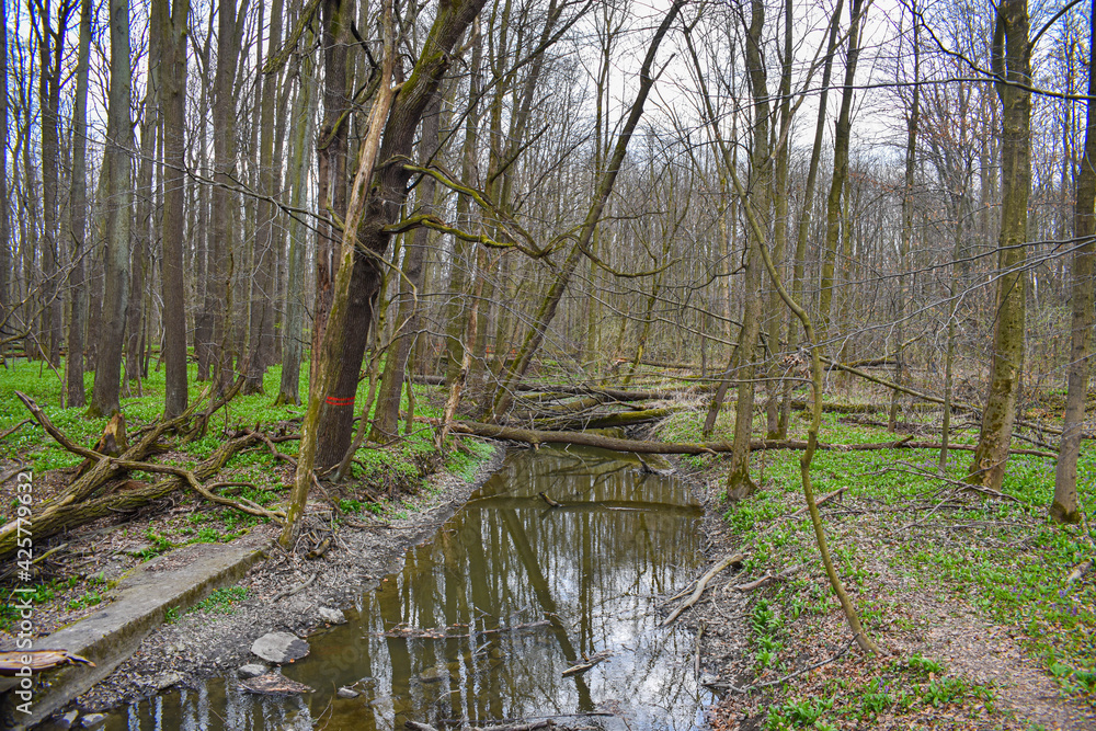 Trees in forest after storm. Fallen trees Trees in forest after storm. Fallen trees