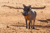 Wild hog in the Namib desert in Namibia