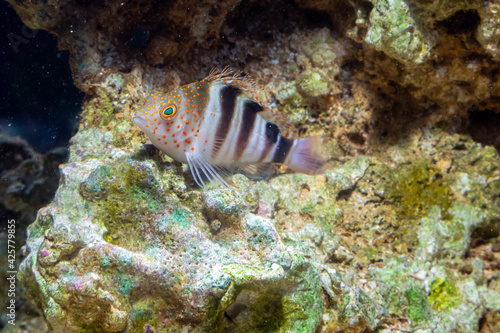 Marine Fish in reef aquarium and live rock