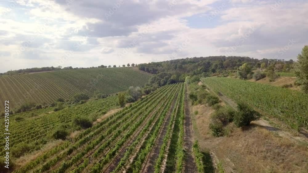 Bird aerial view of Vineyards in Palava region, Landscape of South Moravia, Czech Republic Bird aerial view of Vineyards in Palava region, Landscape of South Moravia, Czech Republic