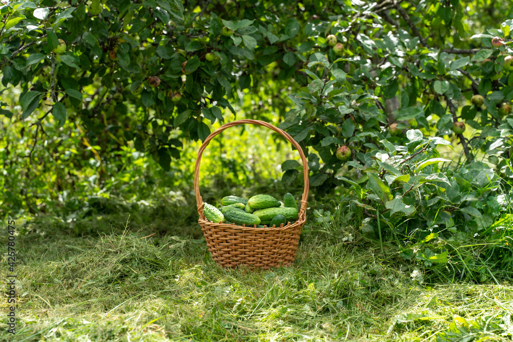 a basket with fresh green bio cucumbers stands in the garden under an apple tree. harvest concept